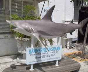 Hammerhead Shark caught off Key West, FL