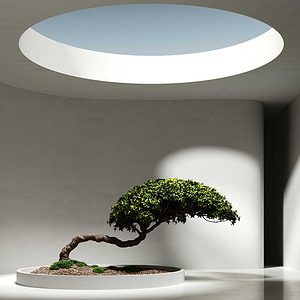 Bonsai Tree in Contemporary Home